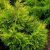 Juniperus chinensis KURIWAO GOLD