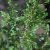 Juniperus communis EFFUSA