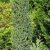 Juniperus communis SENTINEL