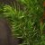 Juniperus conferta SCHLAGER
