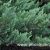 Juniperus horizontalis BLUE CHIP