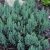 Juniperus horizontalis BLUE FOREST