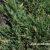 Juniperus horizontalis VARIEGATA