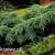 Juniperus squamata BLUE CARPET