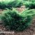 Juniperus x media MINT JULEP